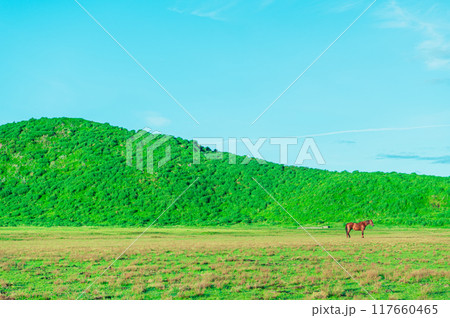 早朝の草千里ヶ浜　熊本 阿蘇 117660465