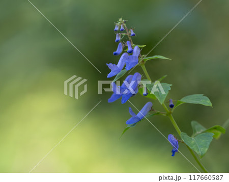 初秋に咲くサンインヒキオコシ 117660587