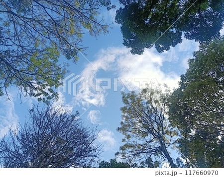 sunny day 117660970