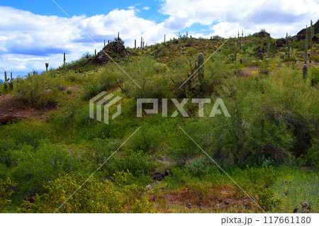 Sonora Desert Arizona Picacho Peak State Park Sonora Desert Arizona Picacho Peak State Park 117661180