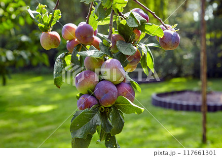 Plum tree branch laden with ripe fruits in a sunny summer garden Plum tree branch laden with ripe fruits in a sunny summer garden 117661301