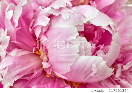 Beautiful pink peony bud closeup Beautiful pink peony bud closeup 117661344