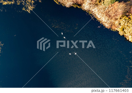 Aerial view of white swan family on a lake during a beautiful winter day 117661403