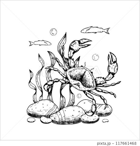 Sea composition with algae, stones, crab.Vector illustration isolated on white background. Sea composition with algae, stones, crab.Vector illustration isolated on white background. 117661468