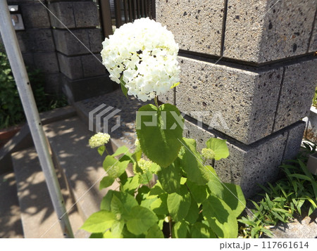 色変化門扉花壇にアナベルの 117661614