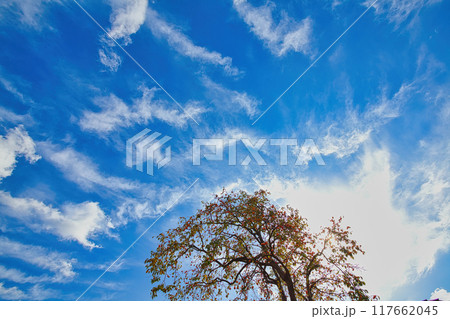 秋の空と枯れ木 柿の木 青空 雲 武家屋敷の柿の木 秋の空と枯れ木 柿の木 青空 雲 武家屋敷の柿の木 117662045