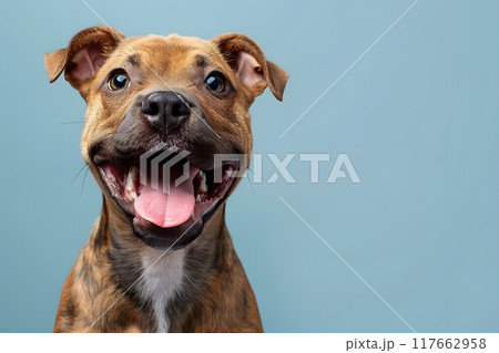 Happy dog looks funny Looking up at the sky with tongue out and mouth open on a light blue background. There is copy space. You can add interesting messages to attract the attention of pet lovers. Happy dog looks funny Looking up at the sky with tongue out and mouth open on a light blue background. There is copy space. You can add interesting messages to attract the attention of pet lovers. 117662958