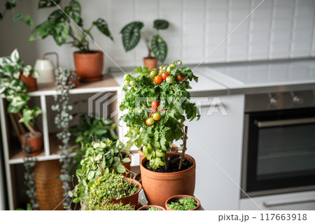 Fresh juicy potted cherry tomatoes on windowsill. Eco friendly living, sustainable organic food Fresh juicy potted cherry tomatoes on windowsill. Eco friendly living, sustainable organic food 117663918