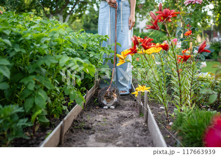Curious funny tabby cat on leash wanders through garden plot, moving among rows with owner Curious funny tabby cat on leash wanders through garden plot, moving among rows with owner 117663939