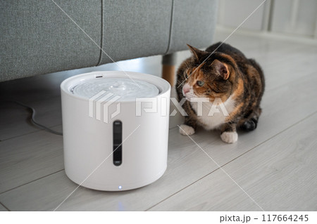 Curious cat looks at smart drinking fountain that owners bought him to prevent urinary tract disease Curious cat looks at smart drinking fountain that owners bought him to prevent urinary tract disease 117664245