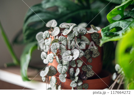 Ceropegia Woodii houseplant with long heart shaped leaves in terracotta pot closeup Ceropegia Woodii houseplant with long heart shaped leaves in terracotta pot closeup 117664272