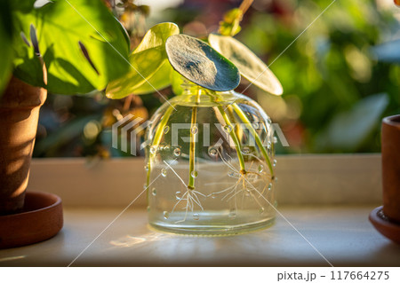 Water propagating of sprout Pilea peperomioides cuttings with roots in glass jar at home. Water propagating of sprout Pilea peperomioides cuttings with roots in glass jar at home. 117664275