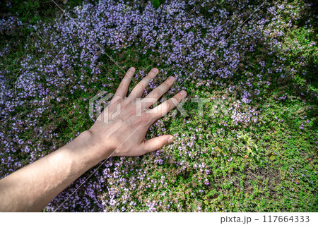 Man touches green fresh aromatic Thymus vulgaris plant, hand closeup 117664333
