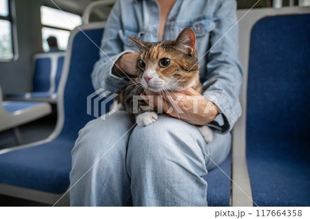 Domestic cat travelling on a train, nervous and stressed, sits on female owners lap, looks around.  117664358