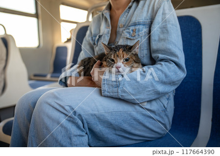 Domestic cat travelling on a train, nervous and stressed, sits on female owners lap, looks around.  117664390