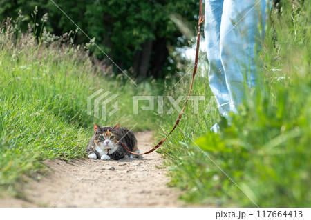 Cute curious tricolor cat on leash sitting on path, ground among green grass near owner legs feet. Cute curious tricolor cat on leash sitting on path, ground among green grass near owner legs feet. 117664413