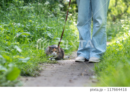 Stressed domestic cat on harness first time walking outdoors, afraid of everything new, feels scared Stressed domestic cat on harness first time walking outdoors, afraid of everything new, feels scared 117664418