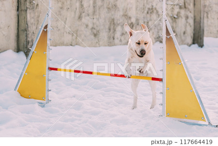 Funny pet labrador dog animal during seasonal activity. beautiful breed dog funny labrador outdoor pedigree pet portrait purebred. Funny pet labrador dog animal during seasonal activity. beautiful breed dog funny labrador outdoor pedigree pet portrait purebred. 117664419