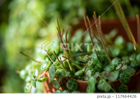 Closeup of Peperomia Prostrata string of turtles houseplant in terracotta flower pot at home Closeup of Peperomia Prostrata string of turtles houseplant in terracotta flower pot at home 117664426