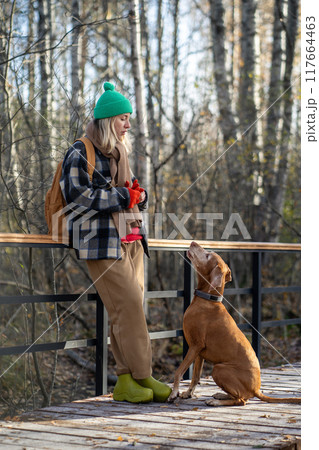 Funny brown purebred Magyar Vizsla begs for treats from owner during walk on bridge in autumn forest Funny brown purebred Magyar Vizsla begs for treats from owner during walk on bridge in autumn forest 117664463