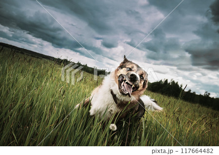 Angry Aggressive Mad Dog Running Outdoors In Green Meadow On Camera 117664482