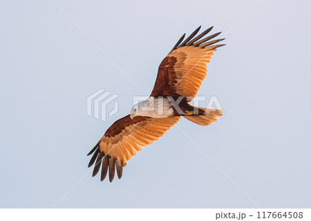 Goa, India. Brahminy Kite Flying In Blue Sky 117664508