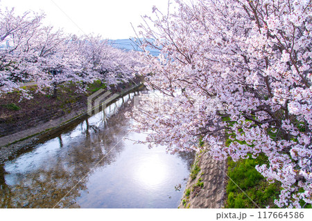 満開の桜 満開の桜 117664586