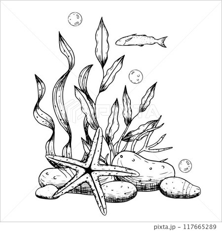 Sea composition with corals, stones, starfish. Underwater world. Vector illustration isolated on white background. 117665289