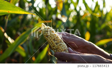 Close up to female hands of a farmer peeling ripe cob of corn at green meadow. Adult arms of agronomist examining sweetcorn on maize field at sunset. Concept of agricultural business. Slow mo 117665413