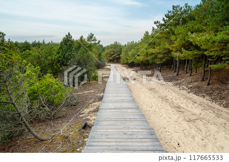 Trail to observation deck on Olenya Buda dunes with views of Swan Lake. Curonian Spit National Park. Russia 117665533