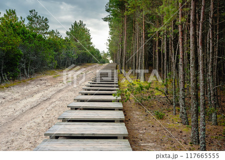 Trail to observation deck on Olenya Buda dunes with views of Swan Lake. Curonian Spit National Park. Russia 117665555