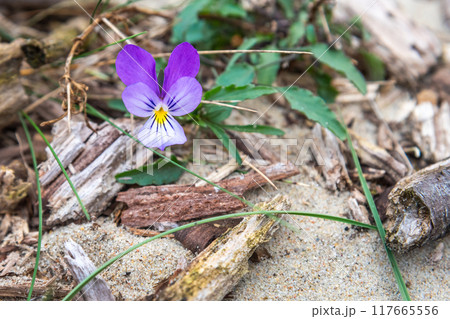 Viola litoralis flower 117665556