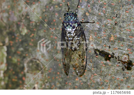 ミンミン蝉 ミンミン蝉 117665698