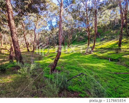 Plenty Gorge Parklands in Australia Plenty Gorge Parklands in Australia 117665854