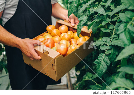 Harvesting Delicious and Juicy Tomatoes Within a Greenhouse Environment in Nature. Growing organic vegetables in a modern greenhouse, food industry. Hydroponic farming Harvesting Delicious and Juicy Tomatoes Within a Greenhouse Environment in Nature. Growing organic vegetables in a modern greenhouse, food industry. Hydroponic farming 117665966