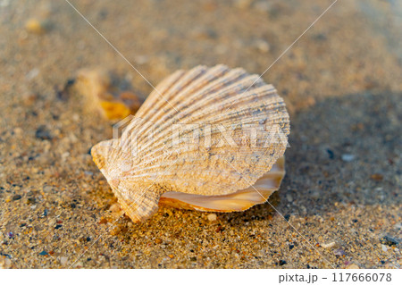 A seashell. A seashell. 117666078