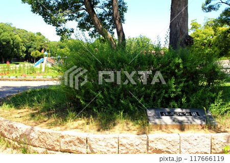 住之江公園 住之江公園 117666119