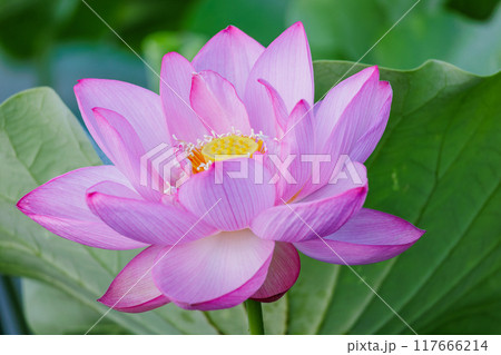 蓮の花 蓮の花 117666214