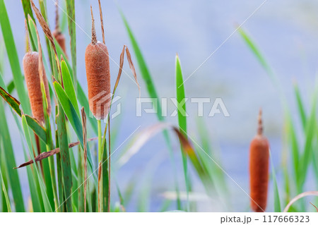 ガマの穂 117666323