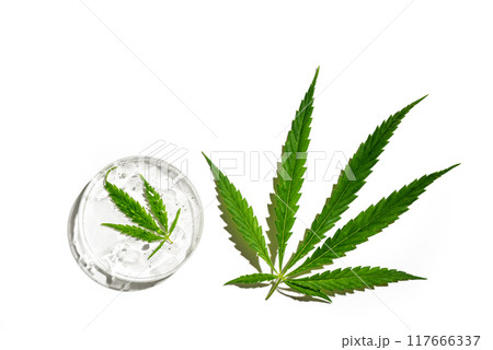 CBD oil or THC tincture in laboratory cups CBD oil or THC tincture in laboratory cups 117666337