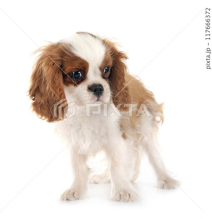 puppy cavalier king charles puppy cavalier king charles 117666372