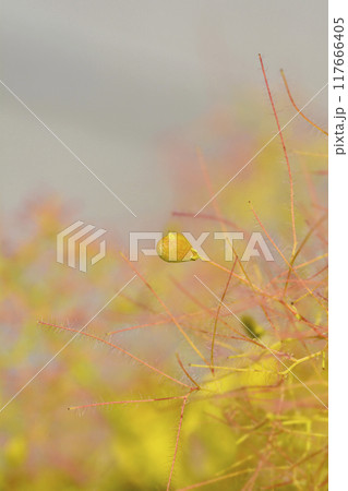 Smoke tree Golden Spirit Smoke tree Golden Spirit 117666405