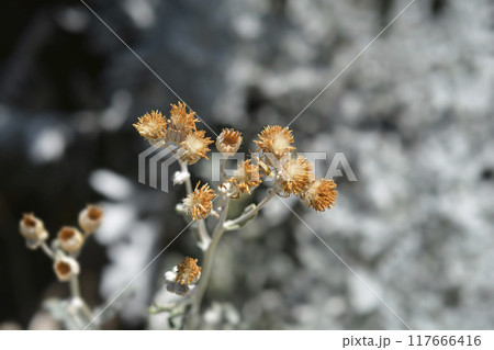 Silver ragwort 117666416