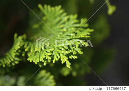 Hinoki cypress Gracils 117666437