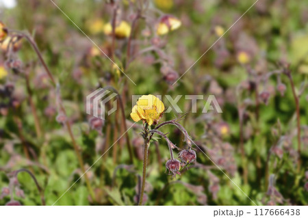 Geum Golden Joy 117666438