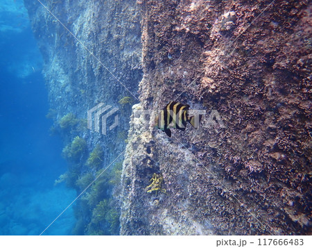 海の岩場を泳ぐ1匹の黄色みがかったイシダイの幼魚 海の岩場を泳ぐ1匹の黄色みがかったイシダイの幼魚 117666483
