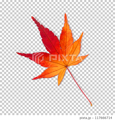 Maple fallen leaves illustration real Maple fallen leaves illustration real 117666714