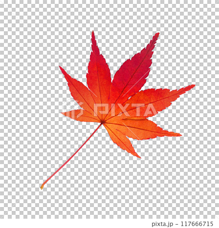 楓葉落葉插畫真實 117666715