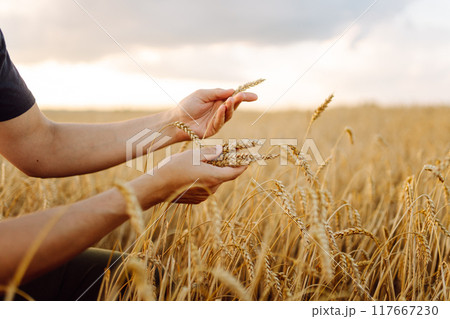 An agronomist in a golden wheat field holds bunches of wheat in his hands, checks the quality. 117667230