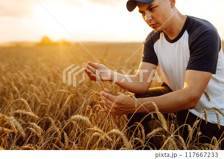 An agronomist in a golden wheat field holds bunches of wheat in his hands, checks the quality. An agronomist in a golden wheat field holds bunches of wheat in his hands, checks the quality. 117667233